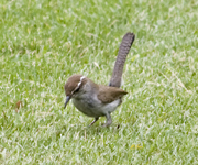 Bewicks Wren 3844